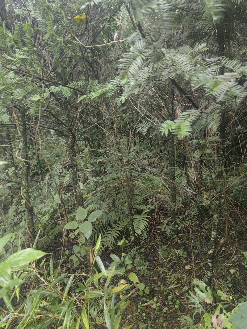 南充八年红豆杉千余颗，打包出售，需上门挖树，详情页加微