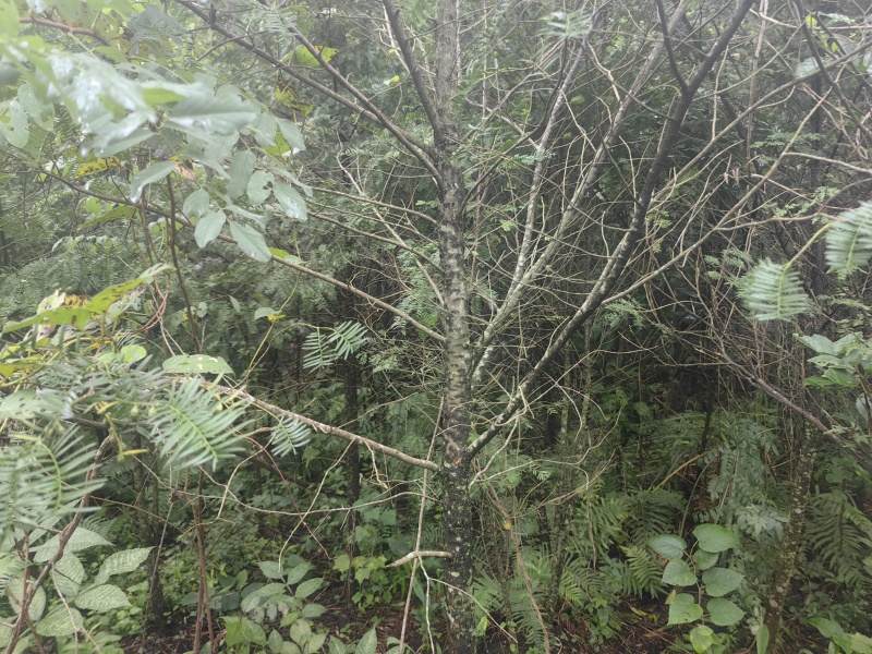 南充八年红豆杉千余颗，打包出售，需上门挖树，详情页加微