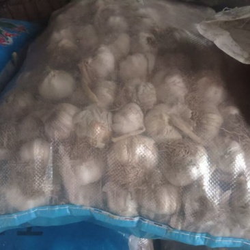 济南大青稞蒜种质量优