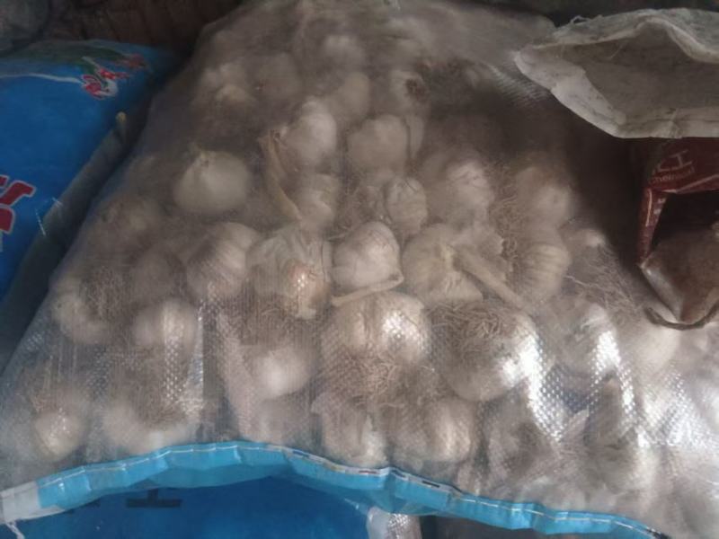 济南大青稞蒜种质量优