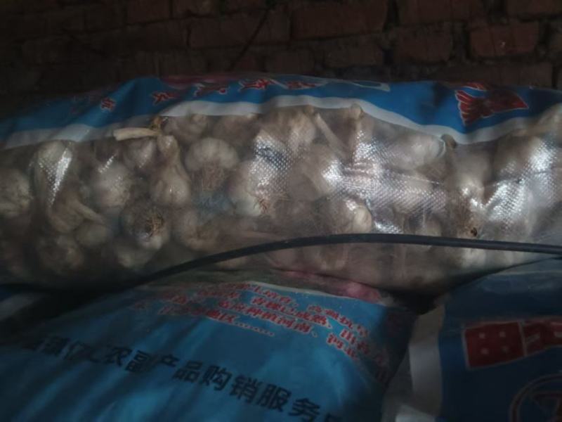 济南大青稞蒜种质量优