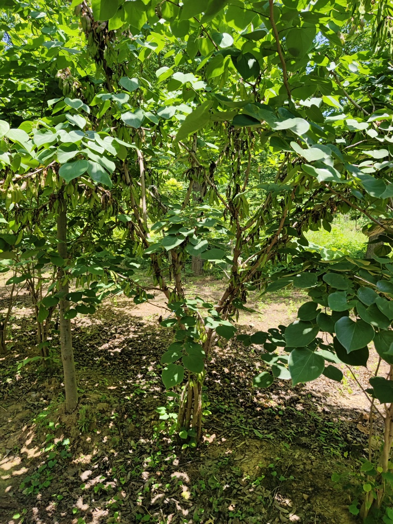 紫荆花基地，价格美丽，一手货源，保证成活，规格齐全，