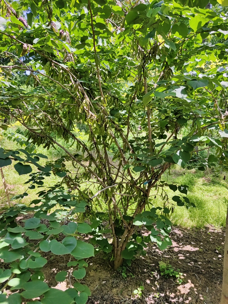 紫荆花基地，价格美丽，一手货源，保证成活，规格齐全，