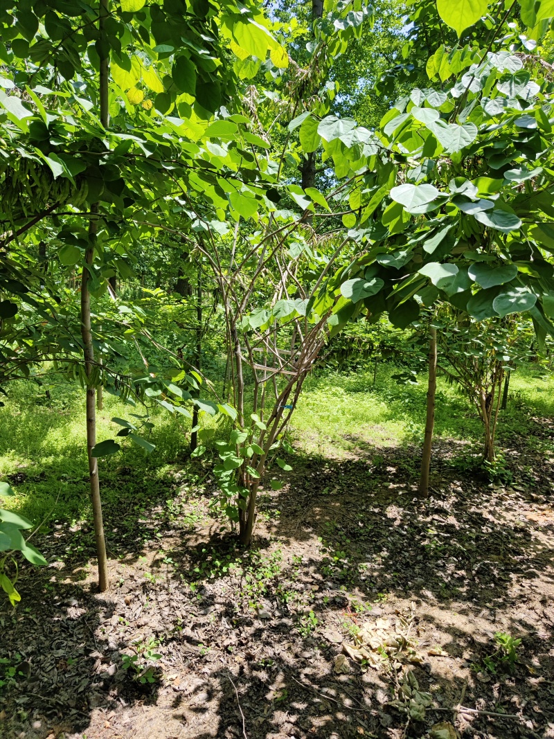 紫荆花基地，价格美丽，一手货源，保证成活，规格齐全，