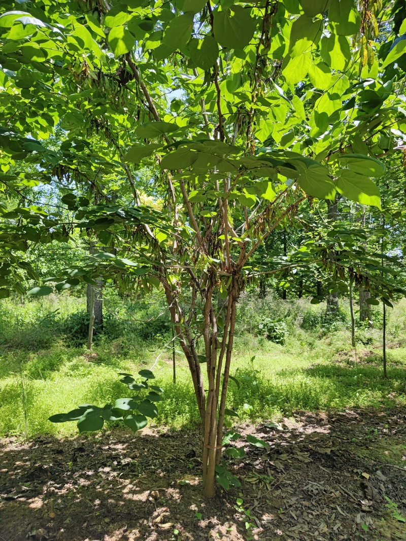 紫荆花基地，价格美丽，一手货源，保证成活，规格齐全，