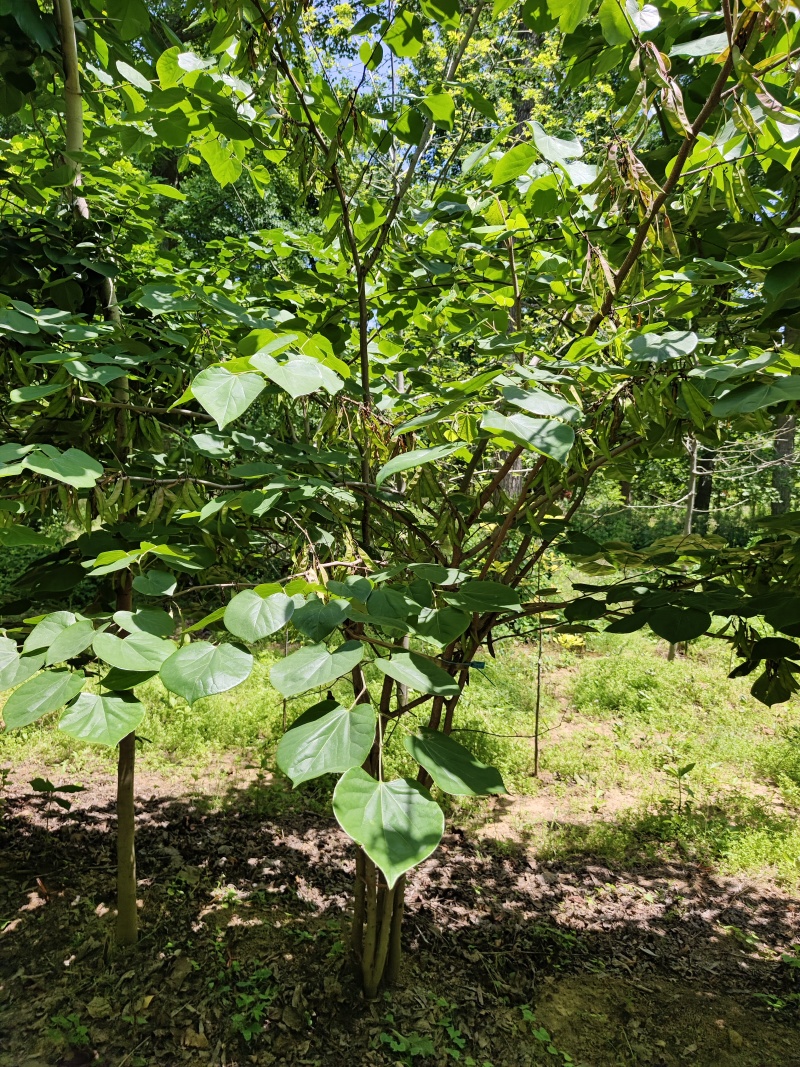 紫荆花基地，价格美丽，一手货源，保证成活，规格齐全，