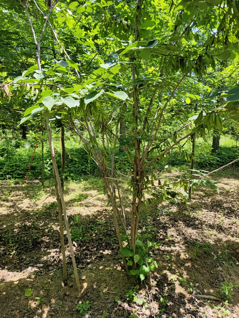 紫荆花基地，价格美丽，一手货源，保证成活，规格齐全，