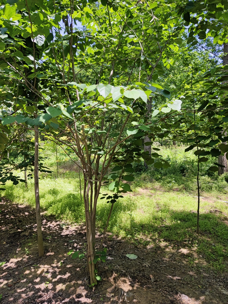 紫荆花基地，价格美丽，一手货源，保证成活，规格齐全，