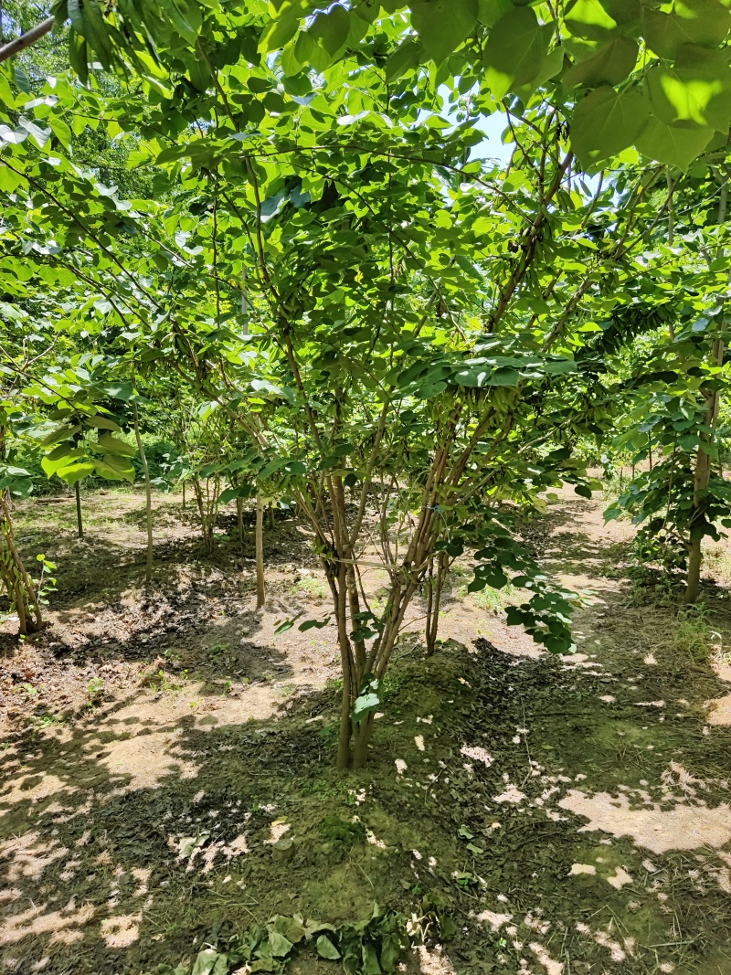 紫荆花基地，价格美丽，一手货源，保证成活，规格齐全，
