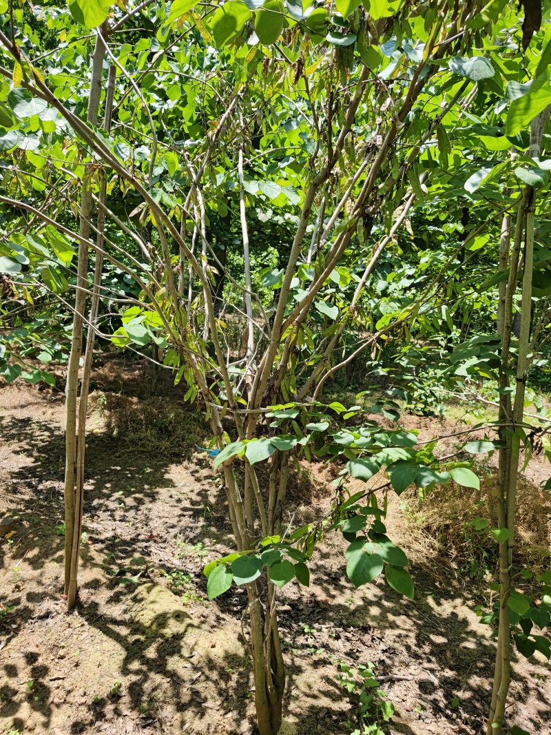 紫荆花基地，价格美丽，一手货源，保证成活，规格齐全，