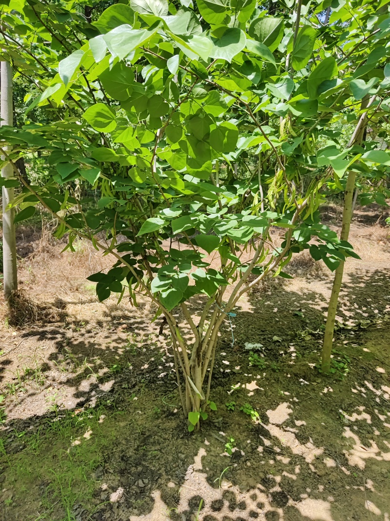 紫荆花基地，价格美丽，一手货源，保证成活，规格齐全，