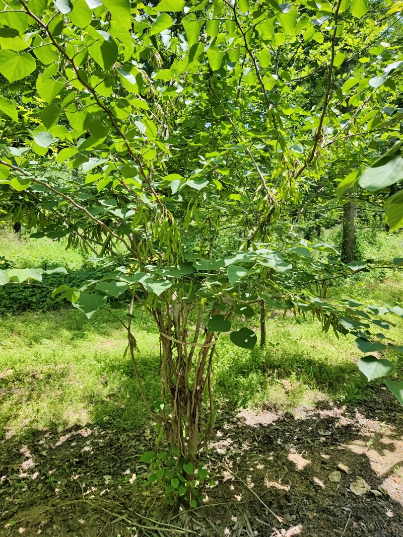紫荆花基地，价格美丽，一手货源，保证成活，规格齐全，