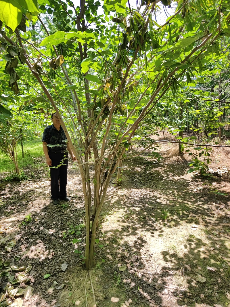 紫荆花基地，价格美丽，一手货源，保证成活，规格齐全，