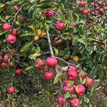 高山精品韩富苹果