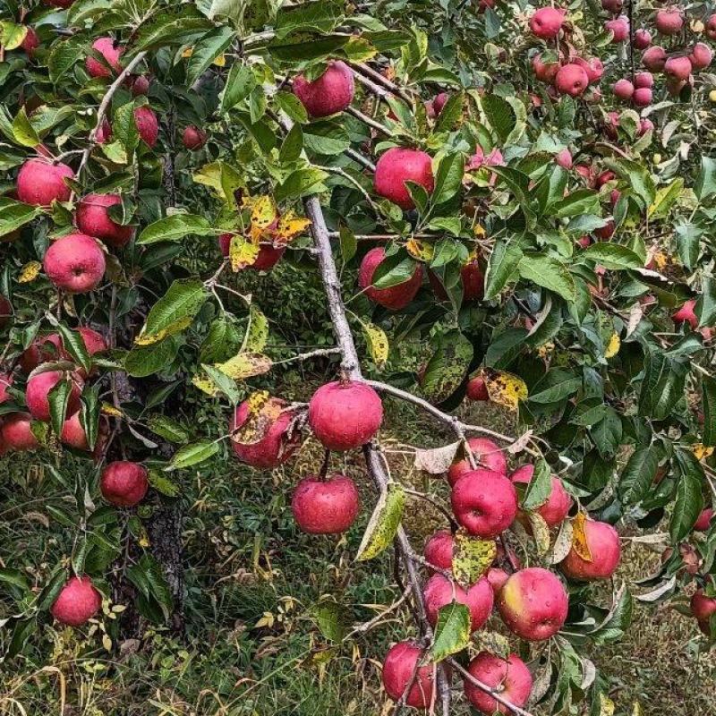 高山精品韩富苹果