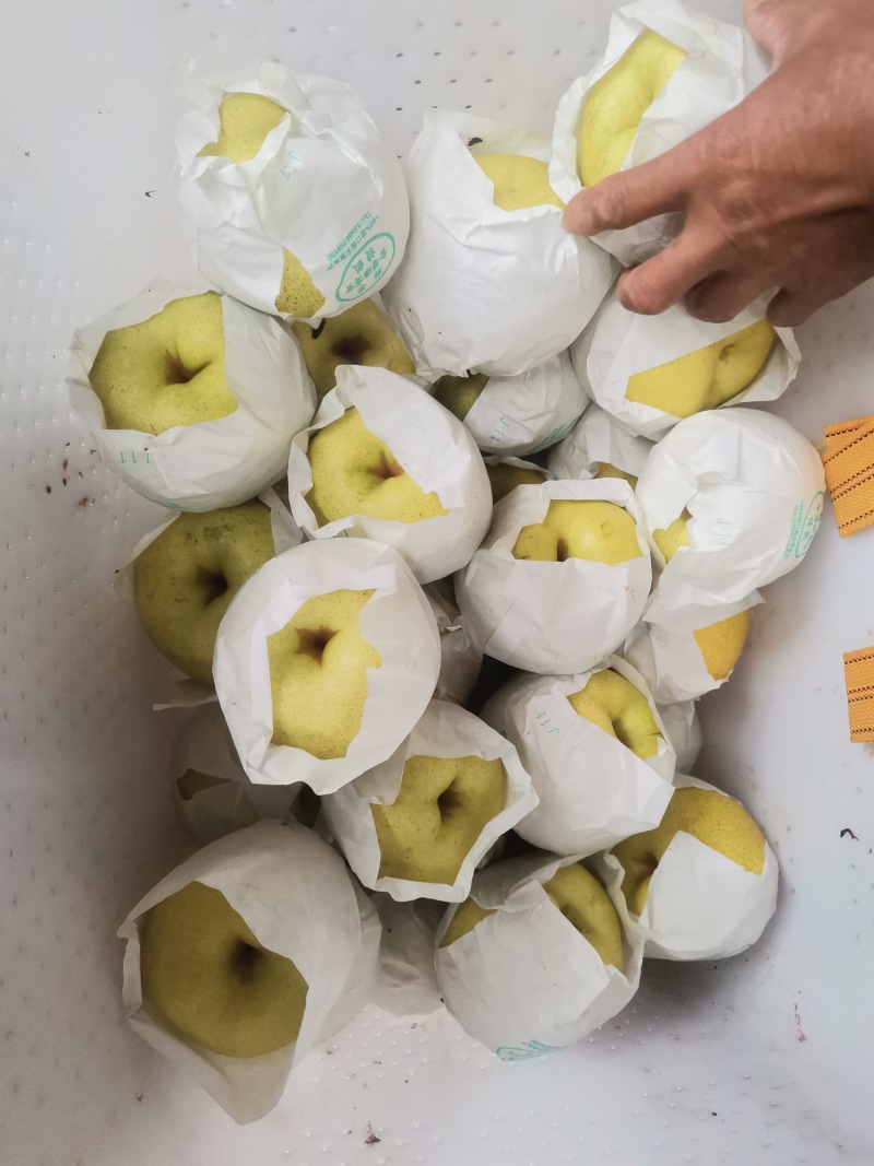 雅安市汉源县雪花梨纸袋400~450g水分充足