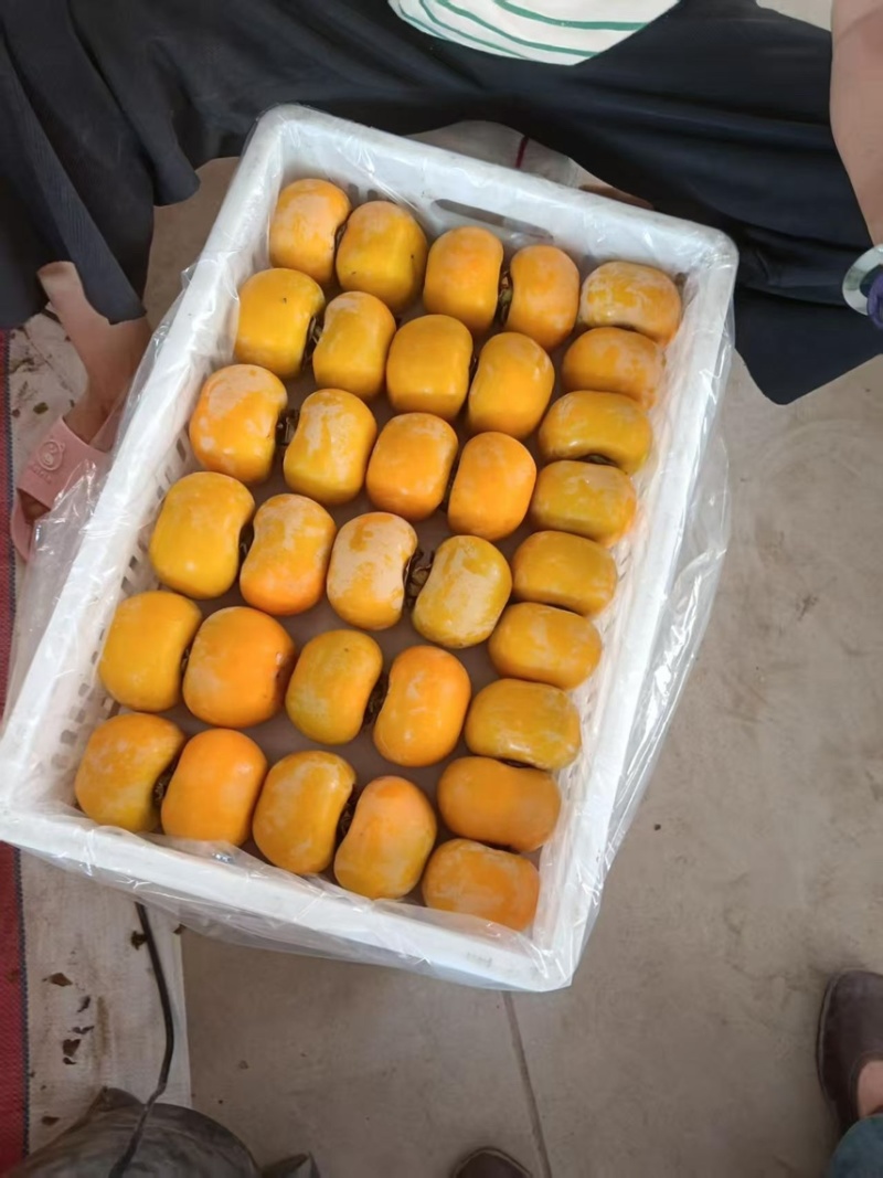 特一级高山脆柿子，质量决定一切