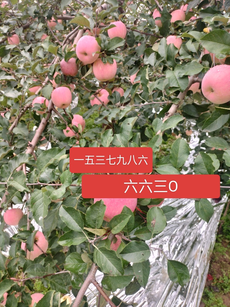 甘肃天水武山县晚熟红富士