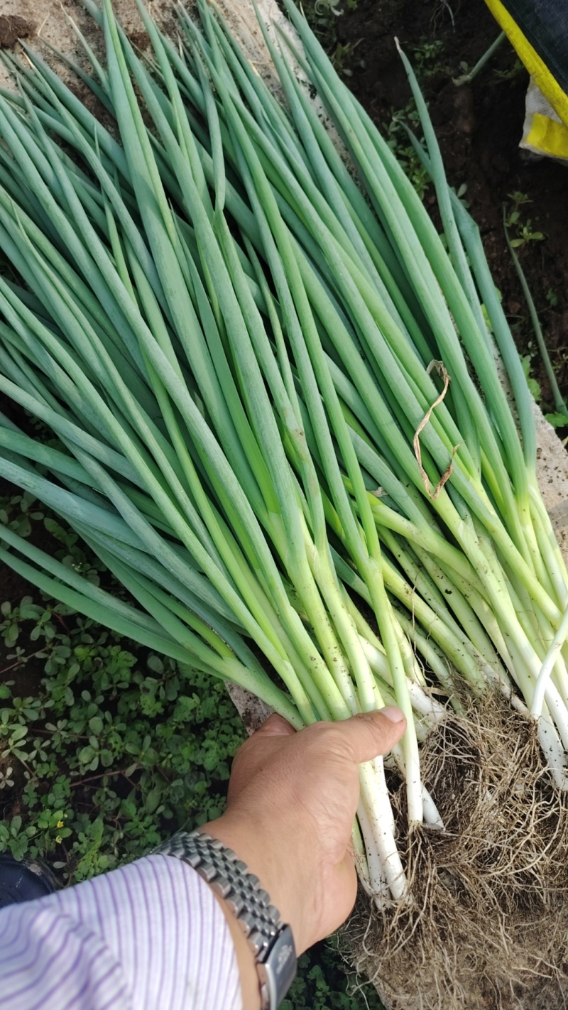 精品大棚小细葱大量现货供应无药残需要的联系支持物流发货