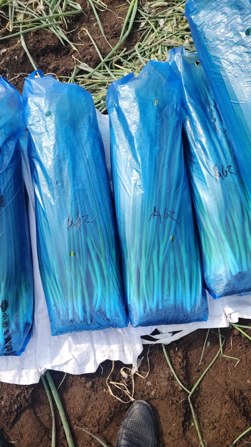 精品大棚小细葱大量现货供应无药残需要的联系支持物流发货