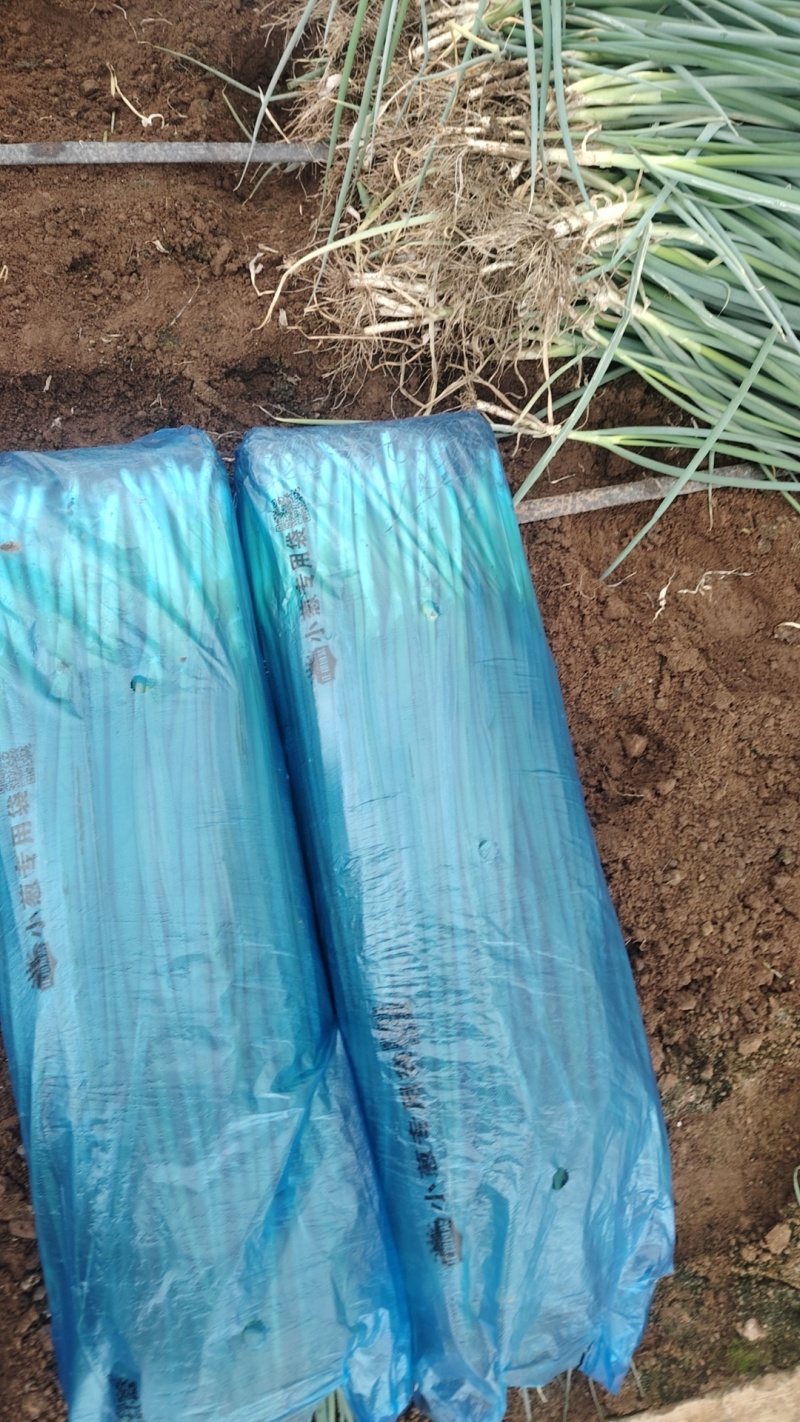 精品大棚小细葱大量现货供应无药残需要的联系支持物流发货