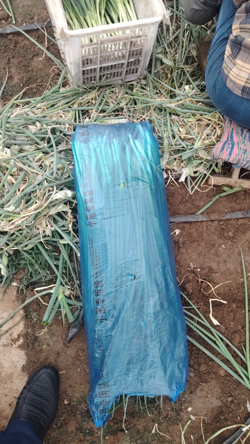 精品大棚小细葱大量现货供应无药残需要的联系支持物流发货