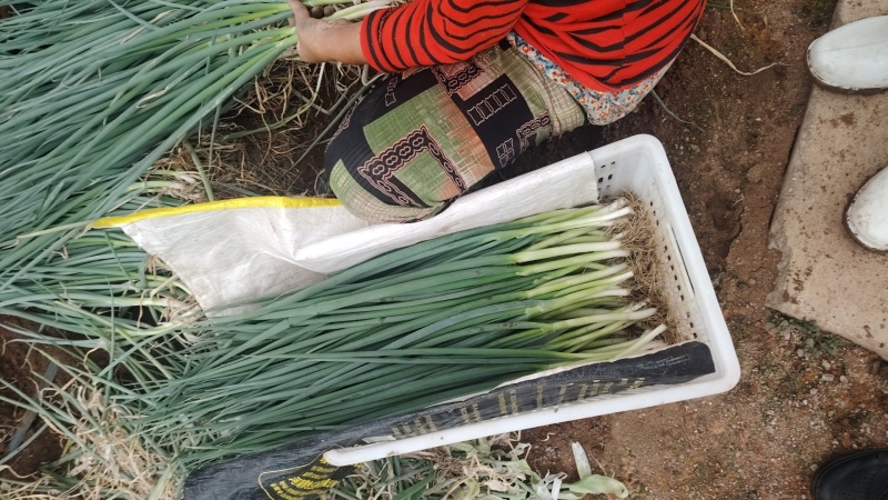 精品大棚小细葱大量现货供应无药残需要的联系支持物流发货