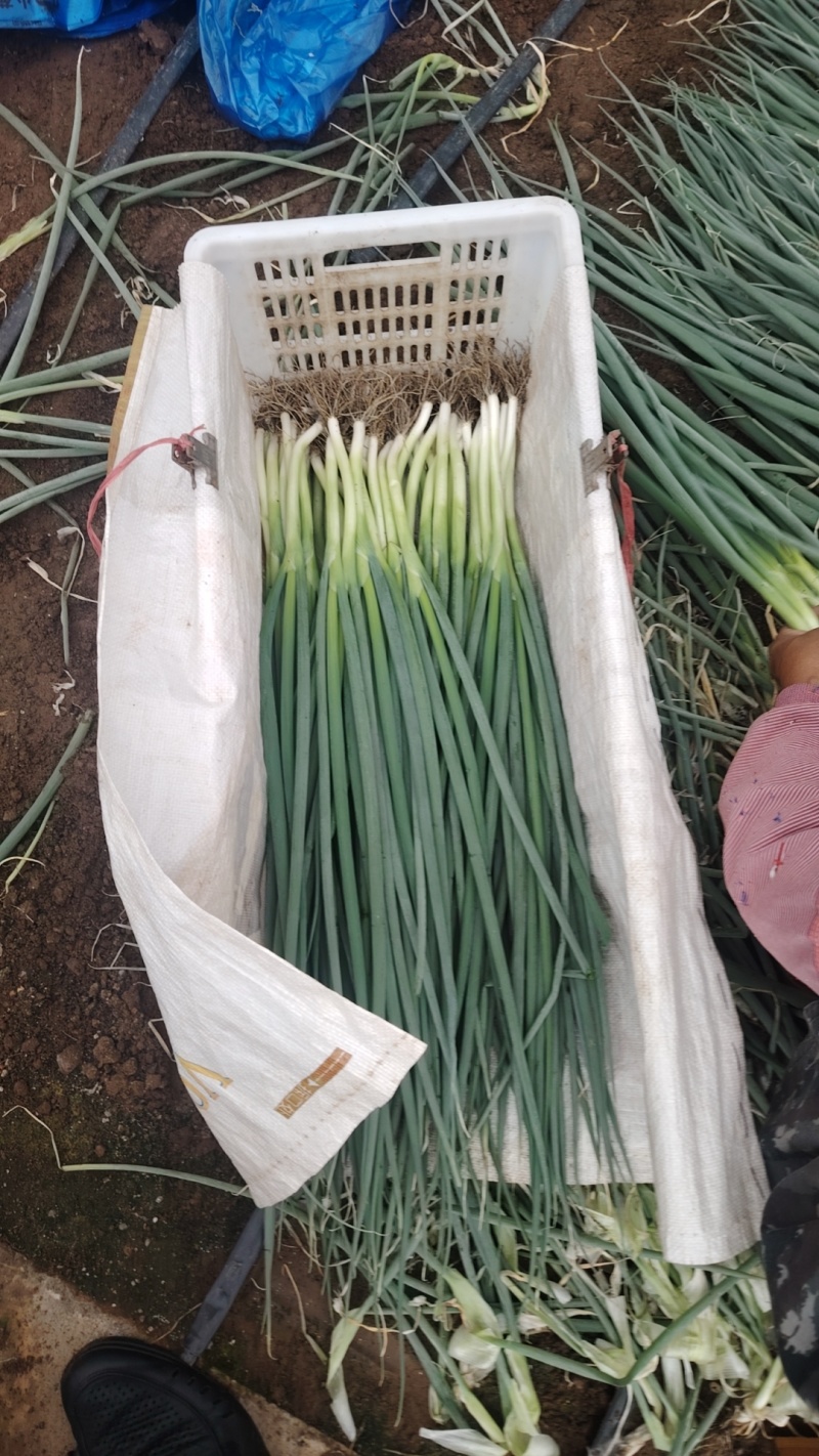 精品大棚小细葱大量现货供应无药残需要的联系支持物流发货
