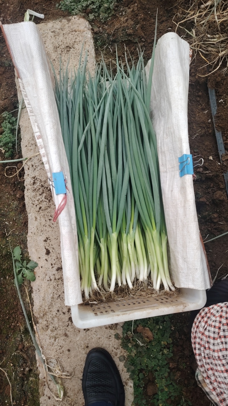 精品大棚小细葱大量现货供应无药残需要的联系支持物流发货