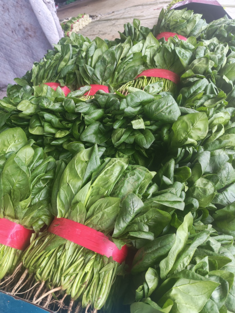 安阳滑县大叶菠菜应季上新，菠现采现摘，产地直发，
