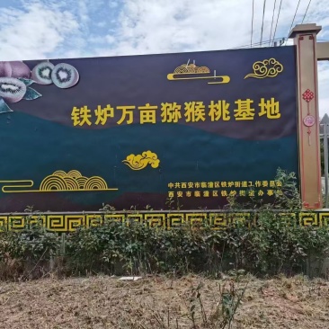 瑞玉猕猴桃