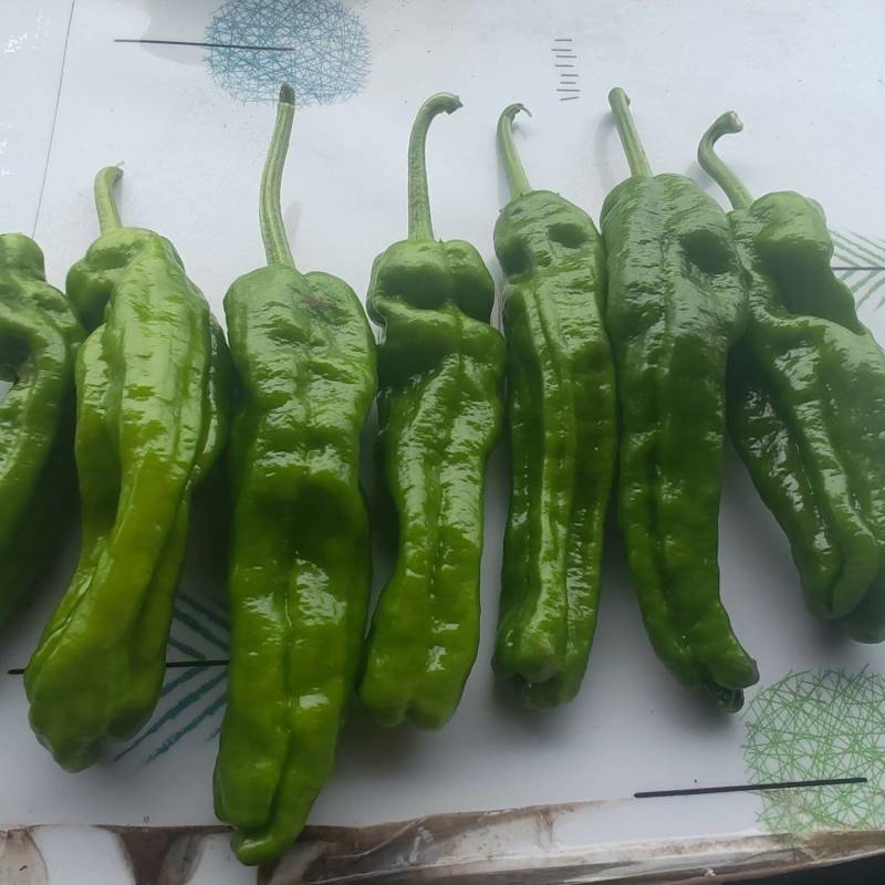 山东枣庄精品芜湖椒