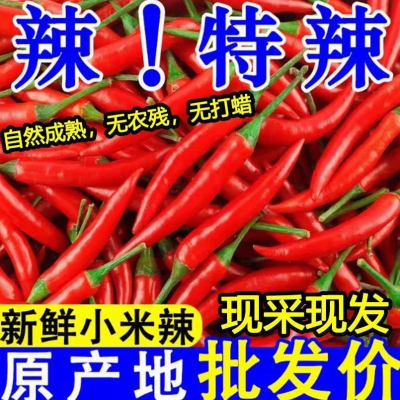 苏鲁豫皖万亩辣椒基地小米红尖椒洪金塔杭椒品质好
