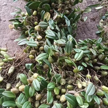 石豆兰