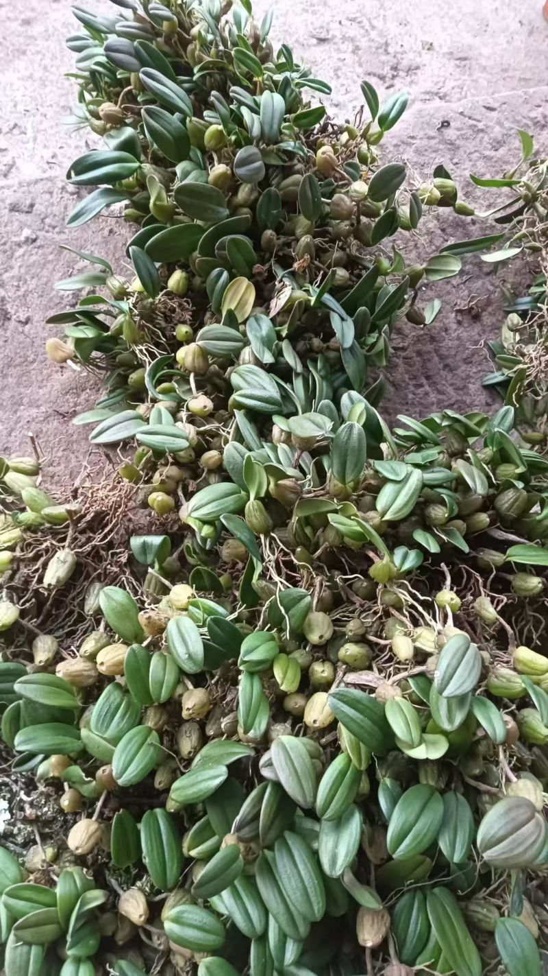 石豆兰