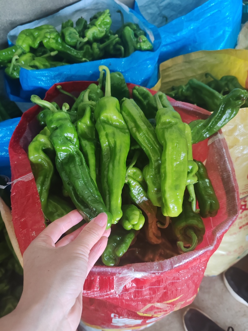 山东枣庄精品芜湖椒
