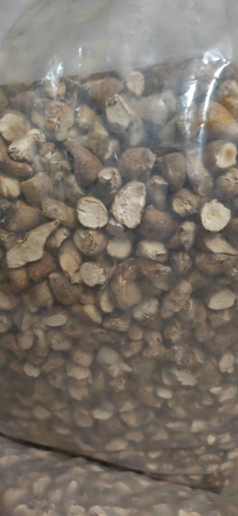 双剪香菇根，干香菇根