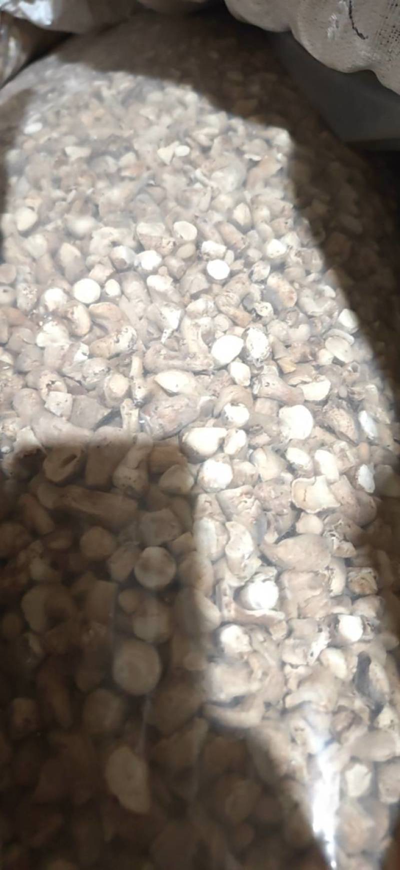 双剪香菇根，干香菇根