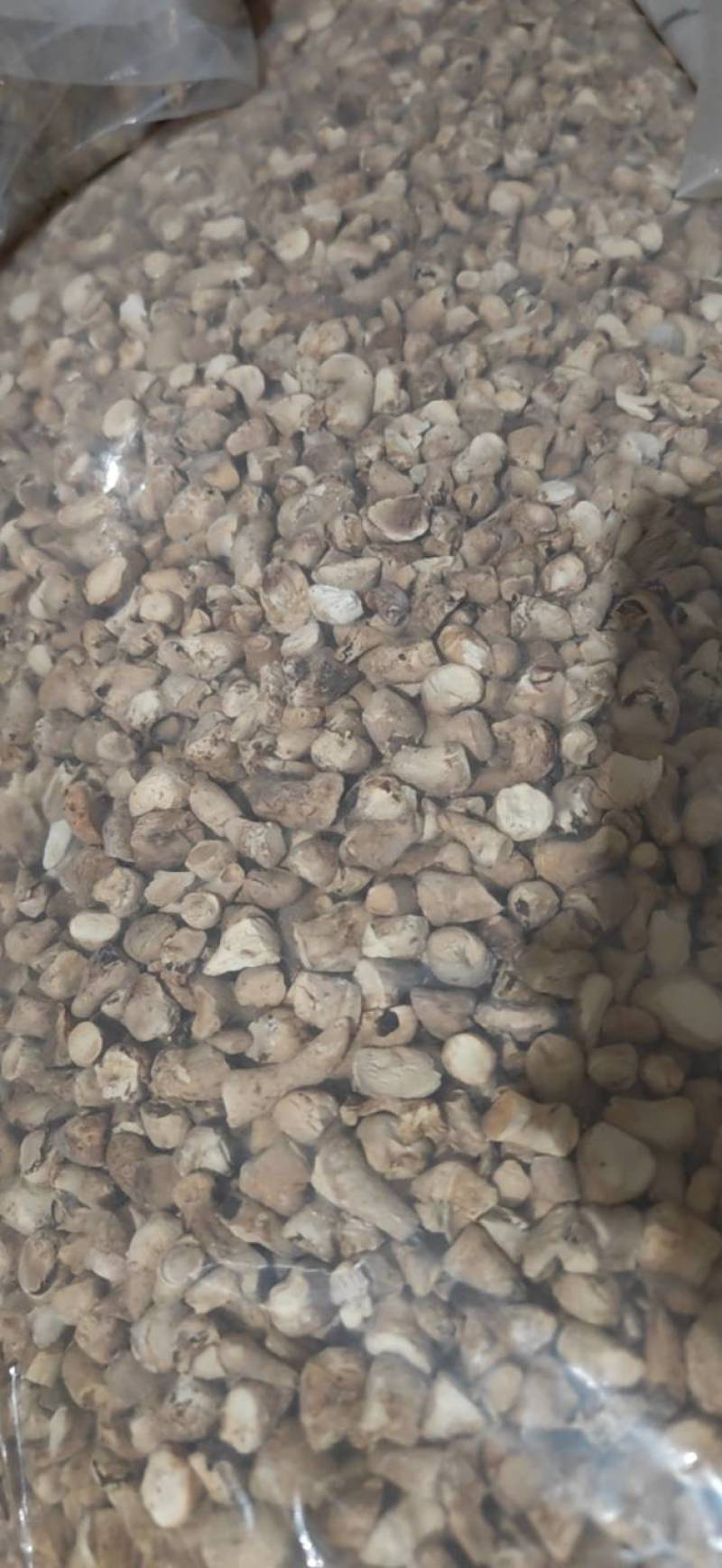 双剪香菇根，干香菇根