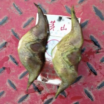 牛角菱