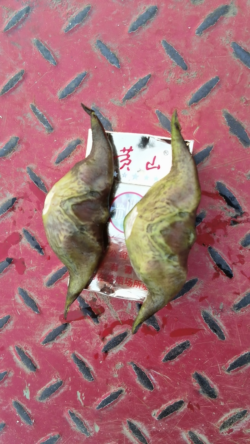 牛角菱