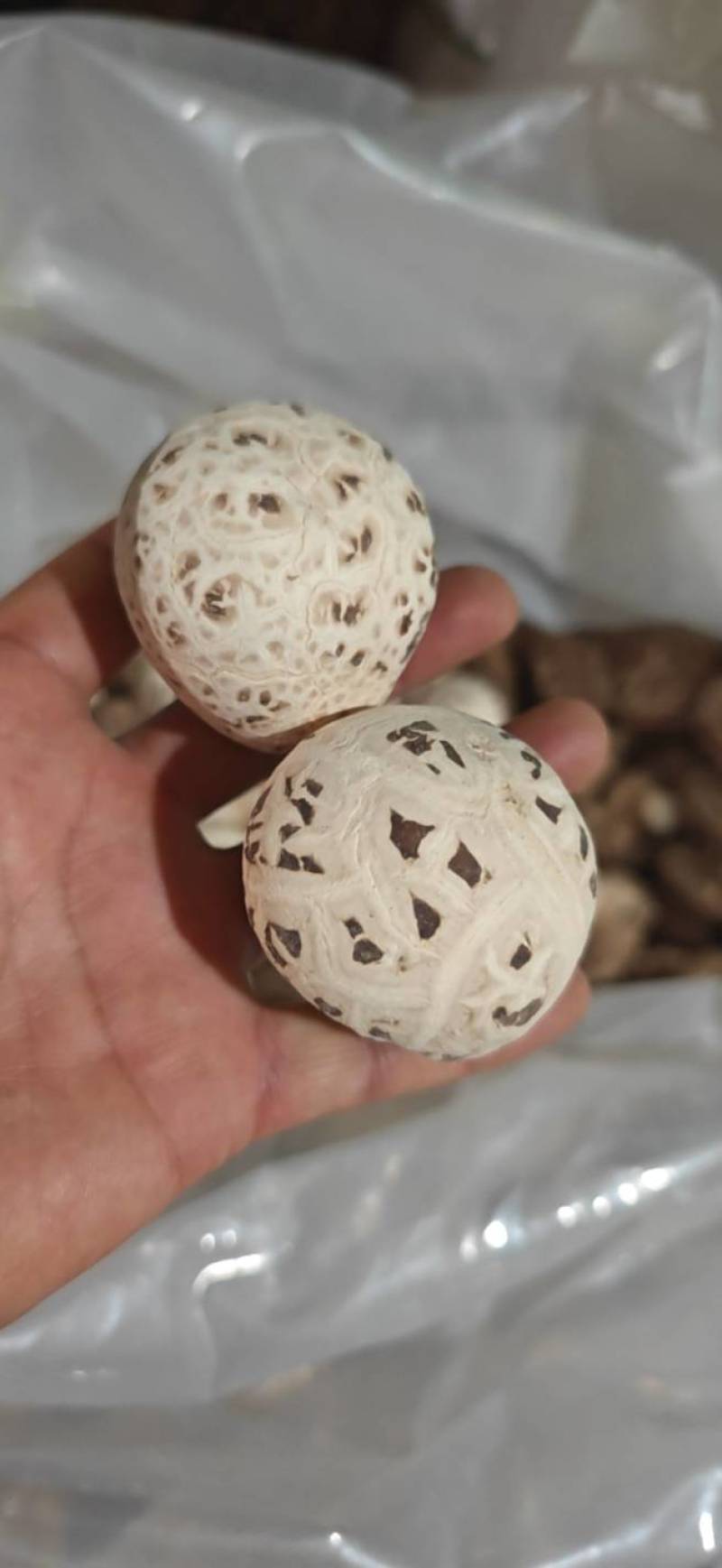 天白花菇，精品出口花菇