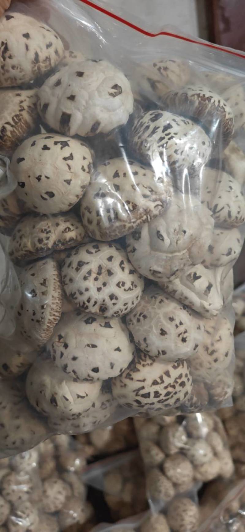 天白花菇，精品出口花菇