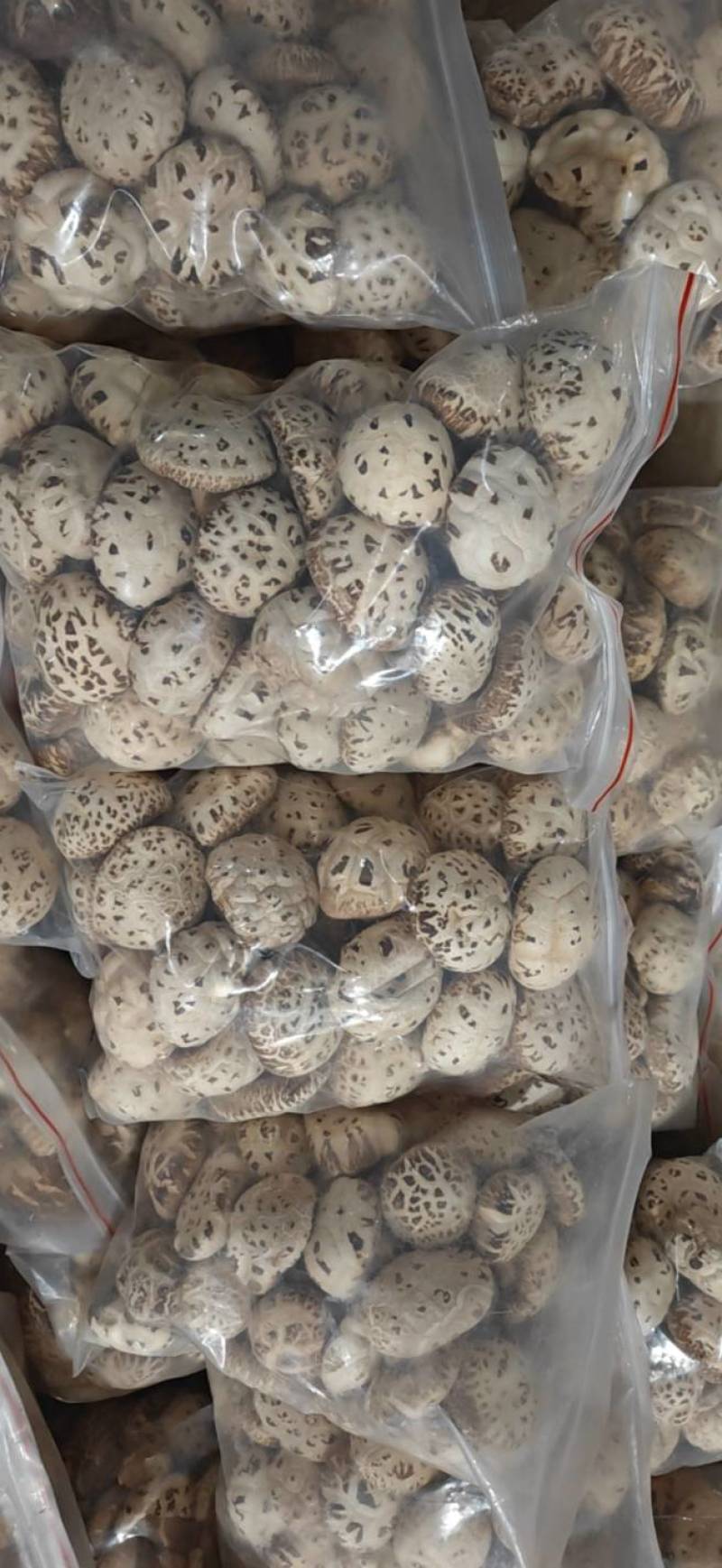 天白花菇，精品出口花菇