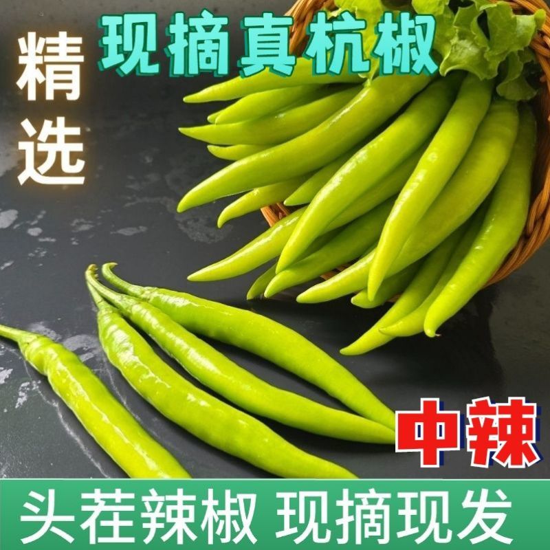 苏鲁豫皖精品青杭椒精美四号品质有保障需要的新老朋友请联系