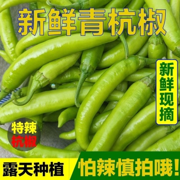 精品大杭椒精美4号品质有保障价格美丽需要的朋友请联系