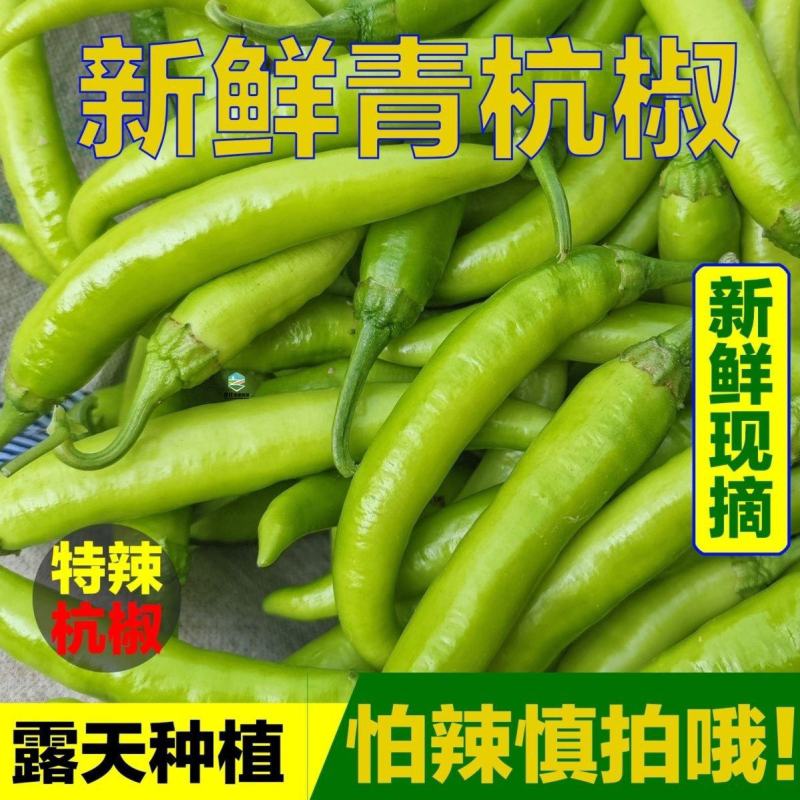 精品大杭椒精美4号品质有保障价格美丽需要的朋友请联系
