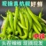 新鲜精品大青杭椒店商超市加工厂质量好品质有保障要的请联系