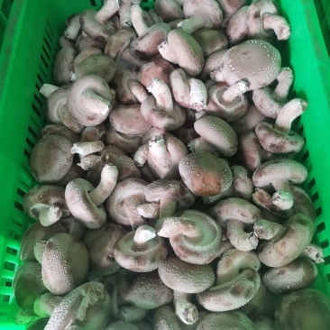 鲜香菇大量上市，品质保证，诚信经营，合作共赢！