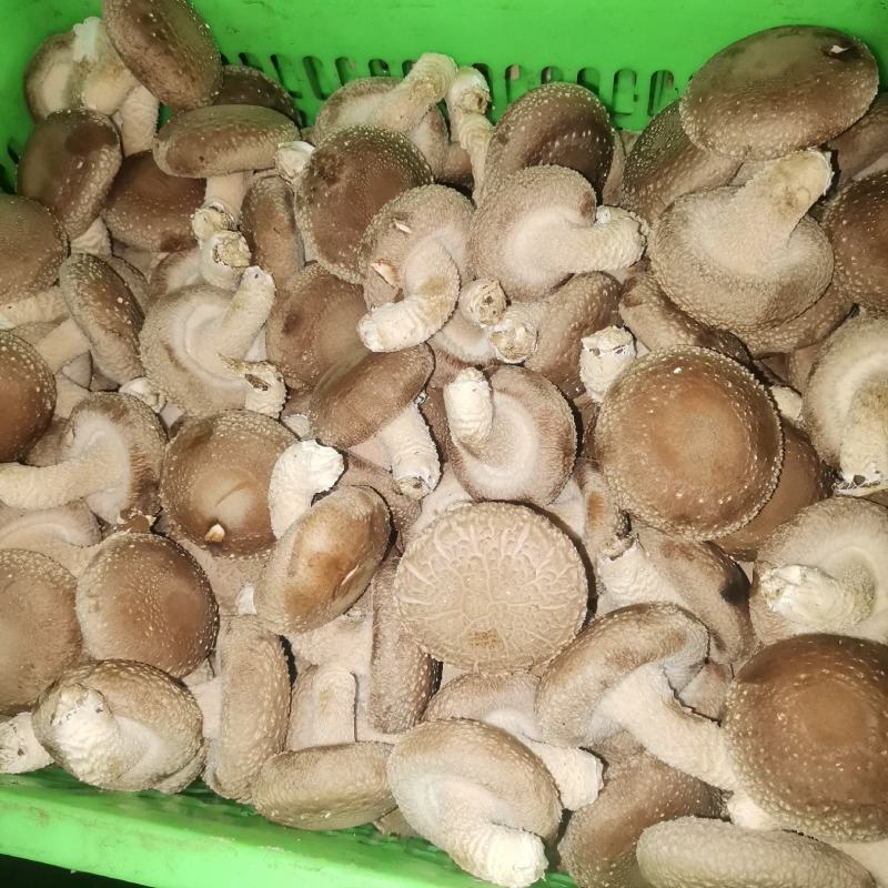鲜香菇大量上市，品质保证，诚信经营，合作共赢！